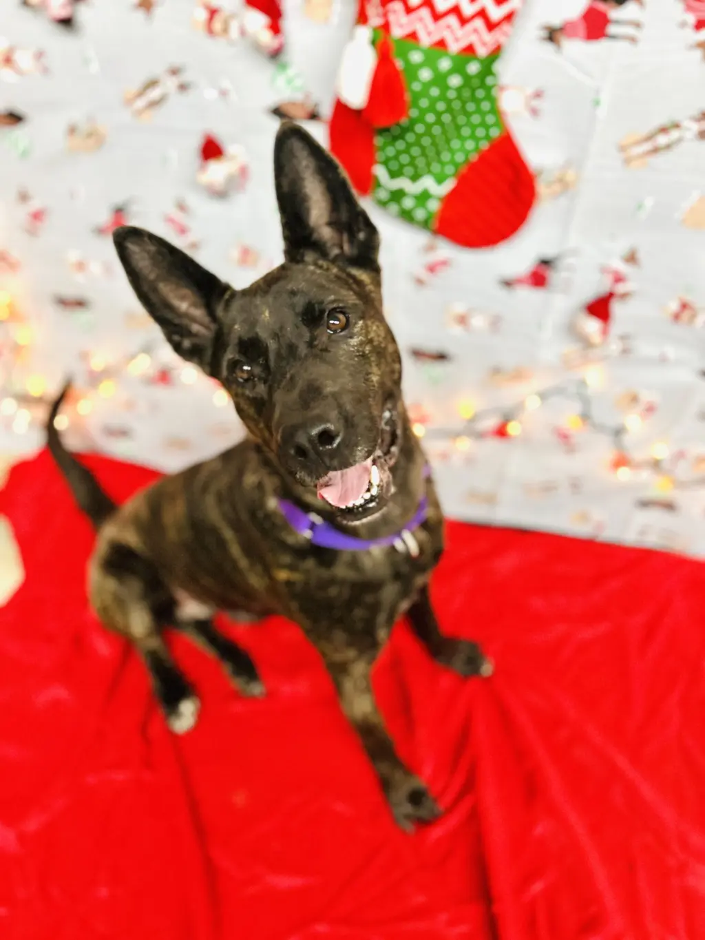 Leila (Reduced Rover)