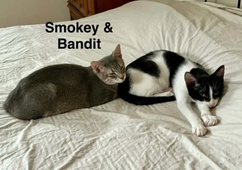 Bandit (bonded with Smokey)