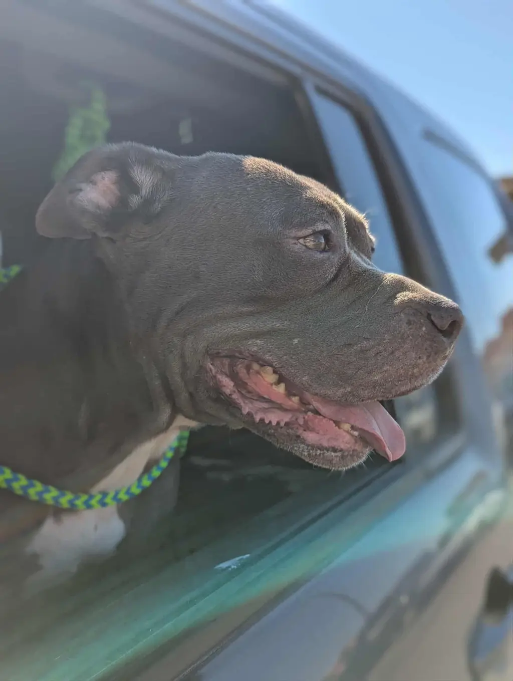 Roxy