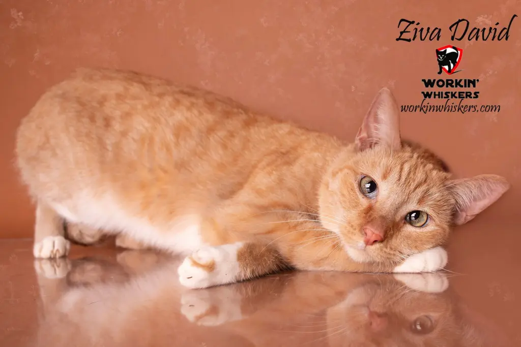 ZIVA DAVID
