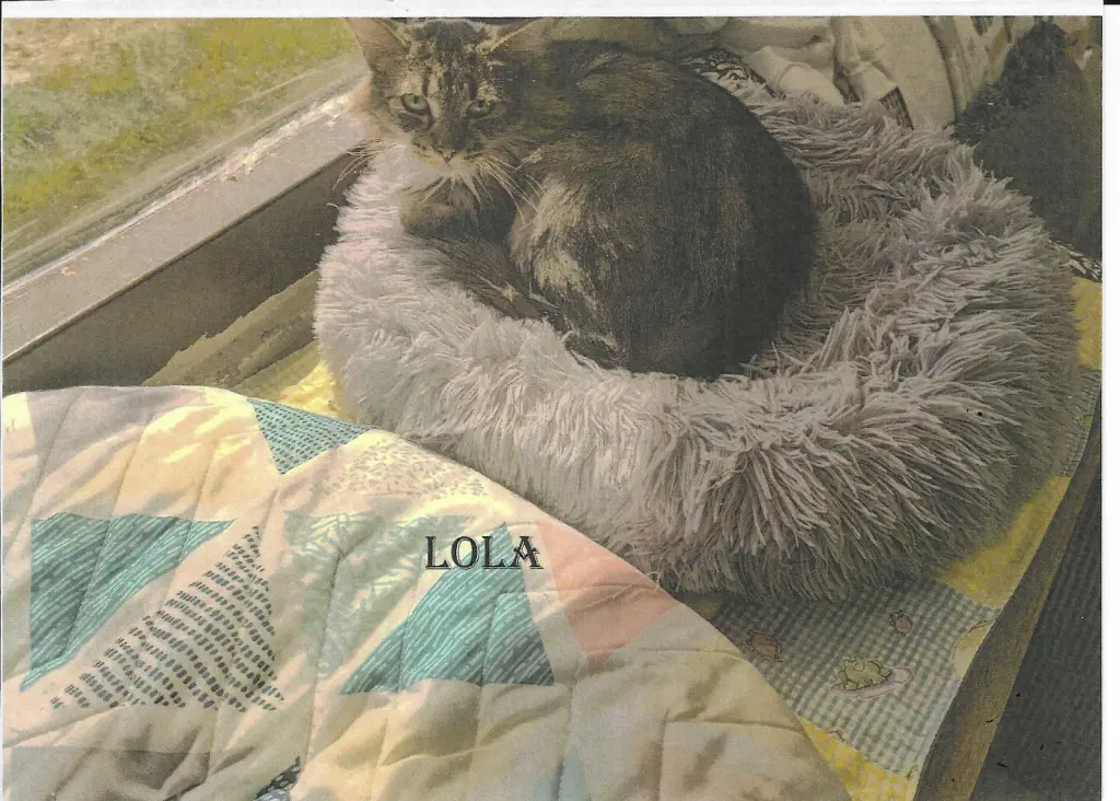 Lola
