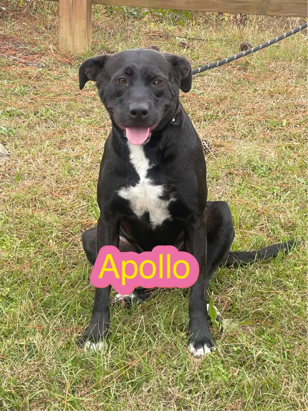 Apollo
