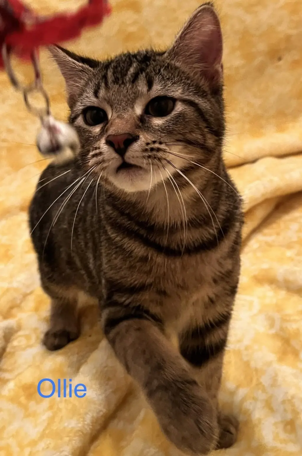Ollie
