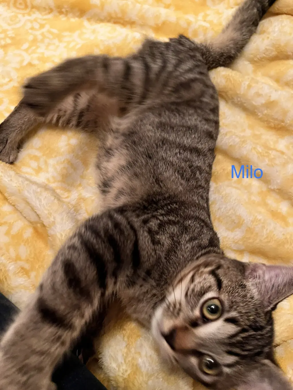 Milo
