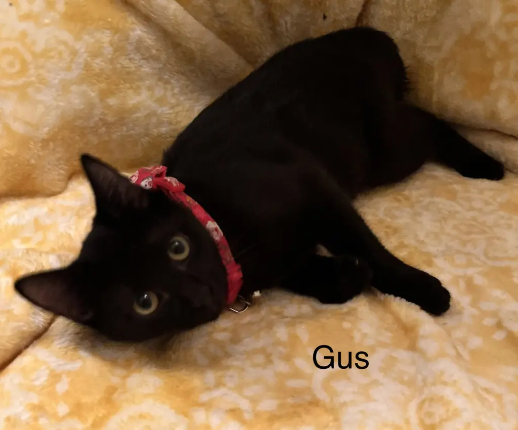 Gus