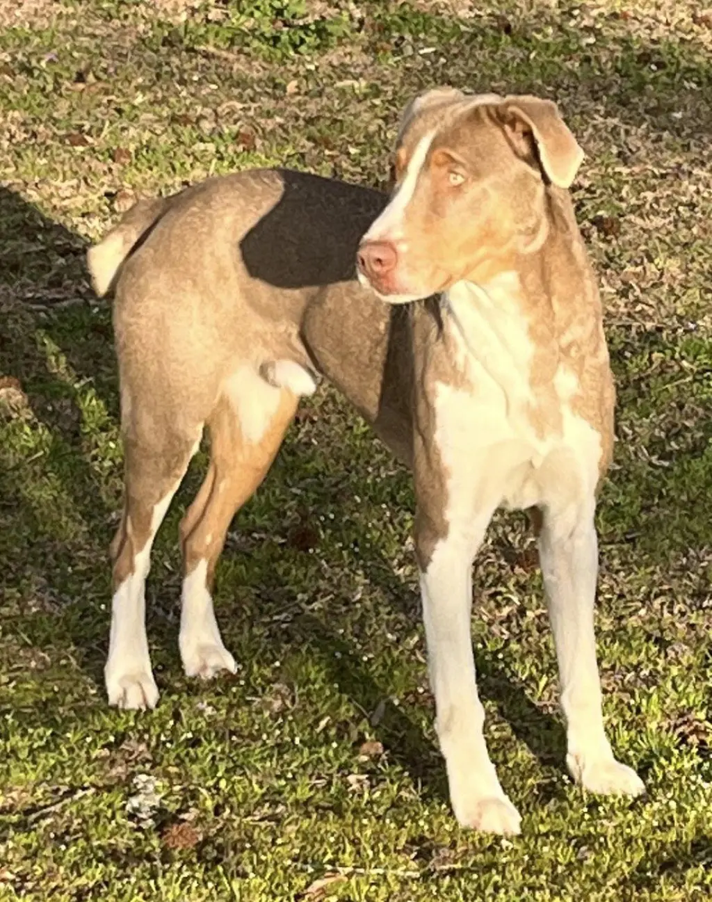 Leo