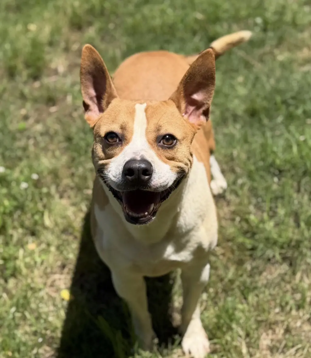 Ike