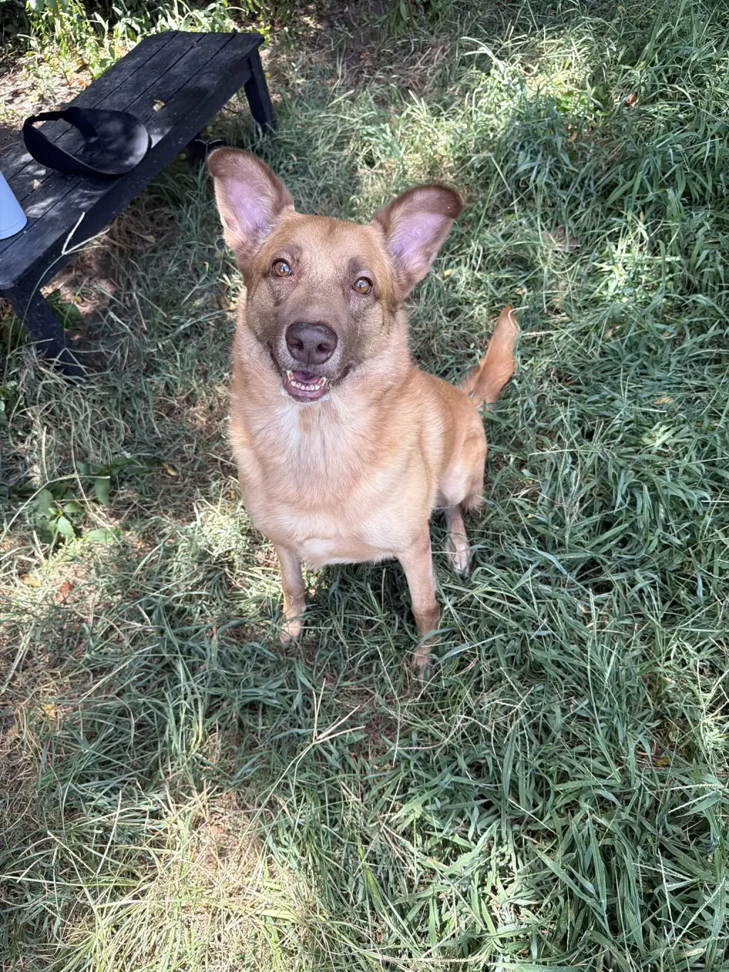 Bo