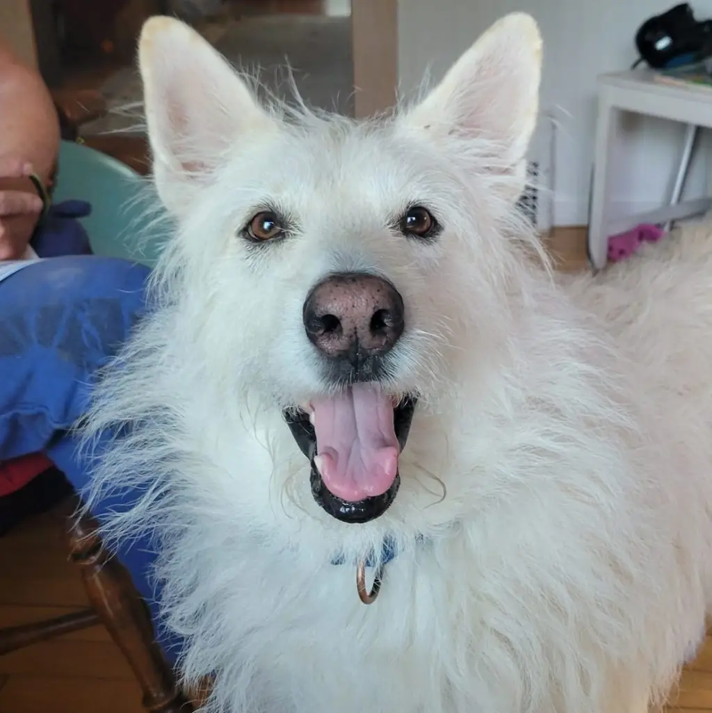 Polar