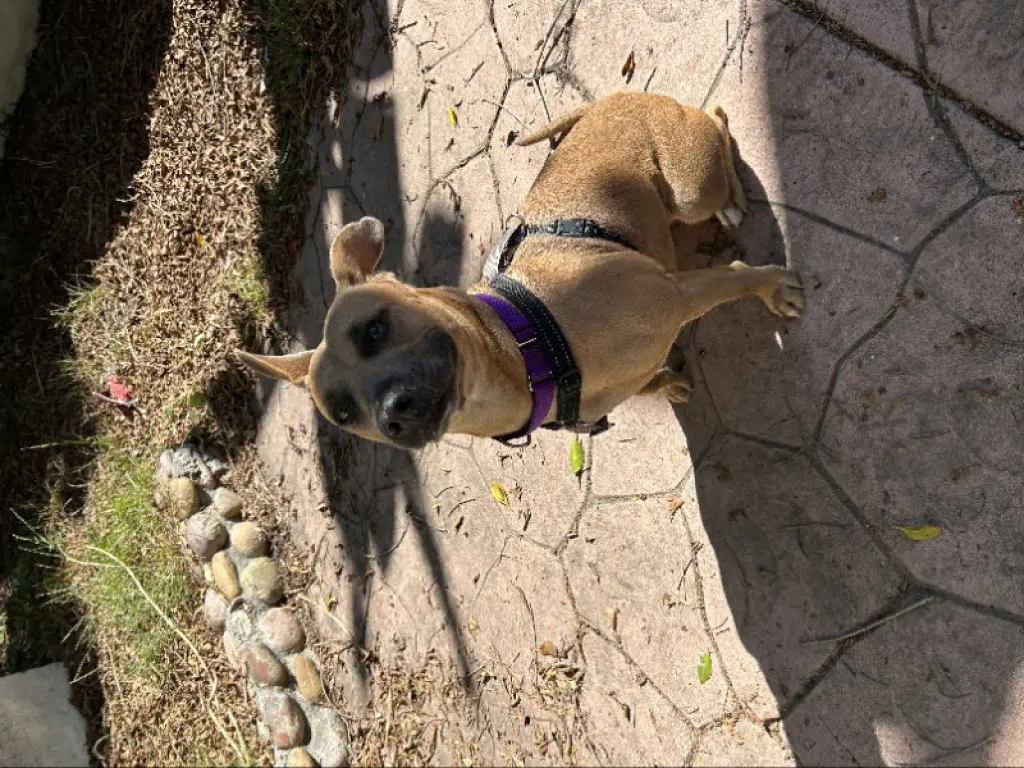 Gemma