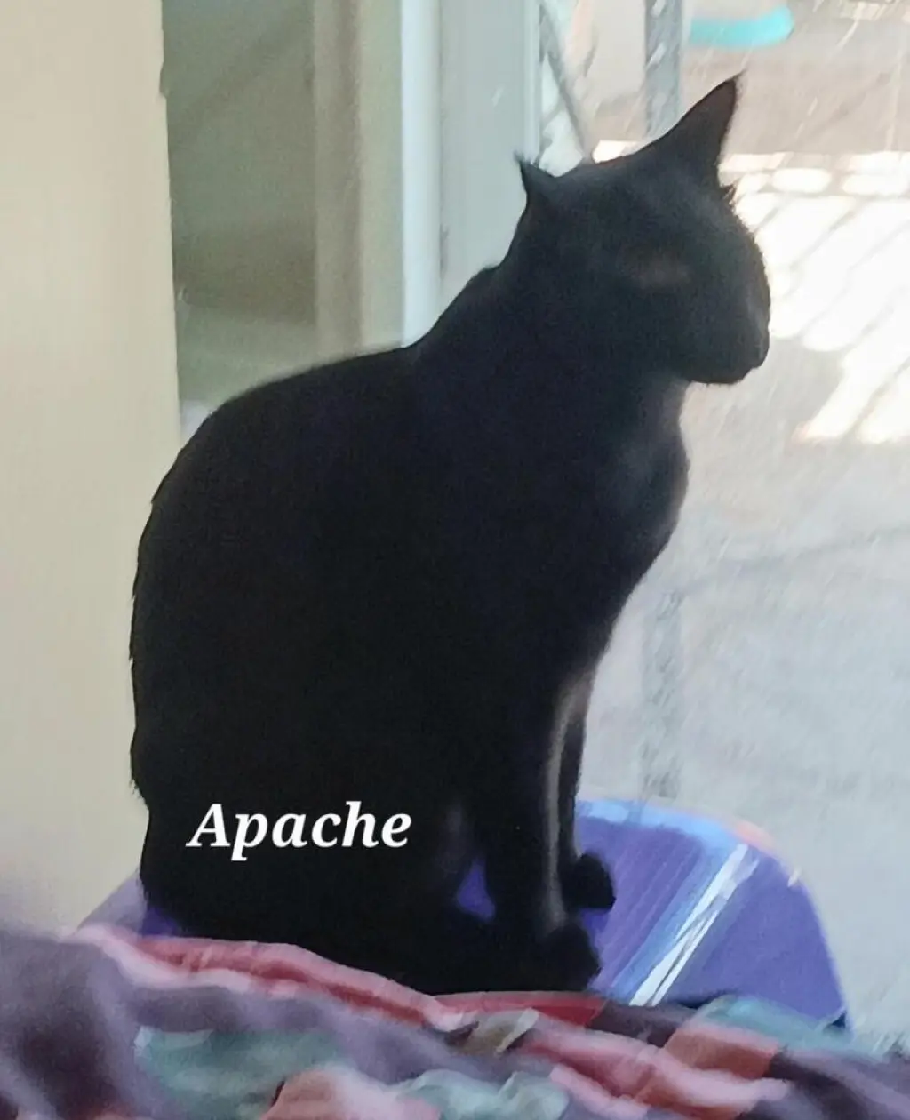 Apache