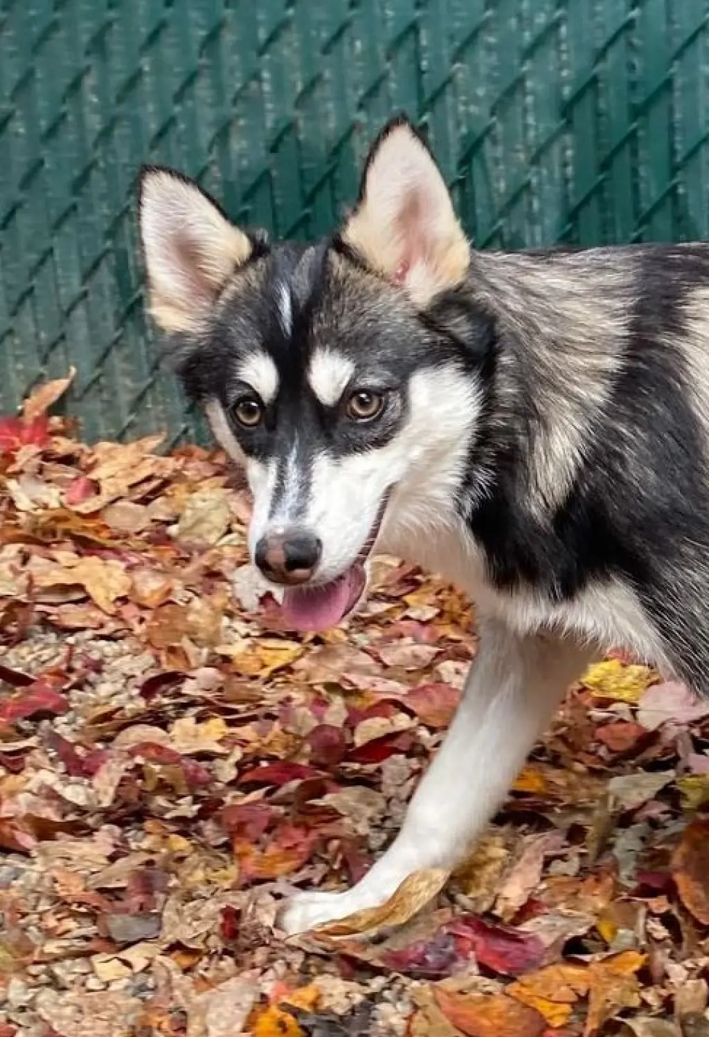 Willow