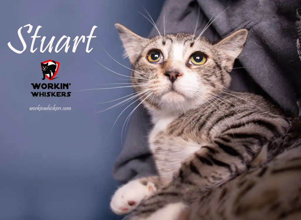 STUART