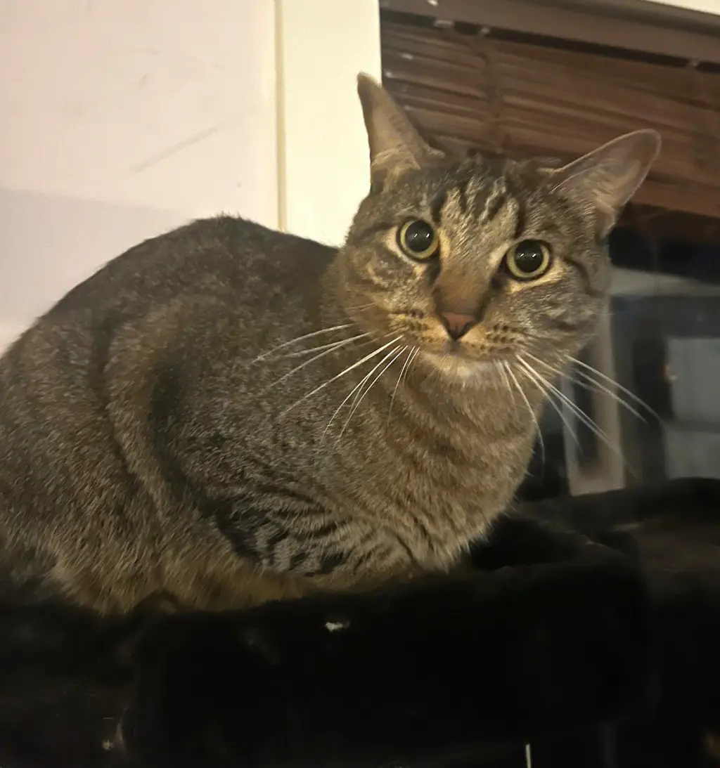 Fergus S.