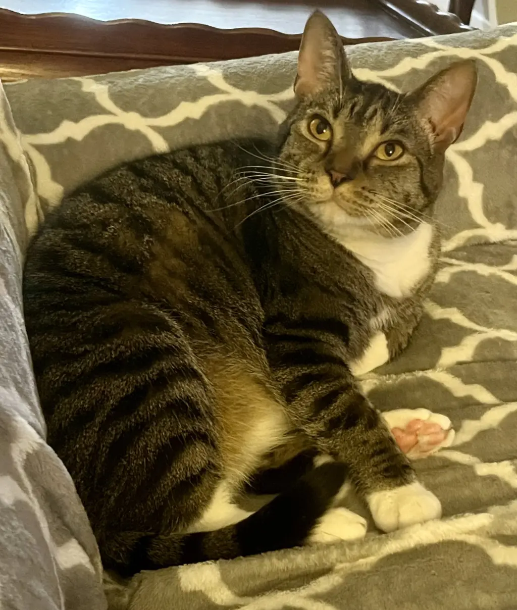 Carbonara