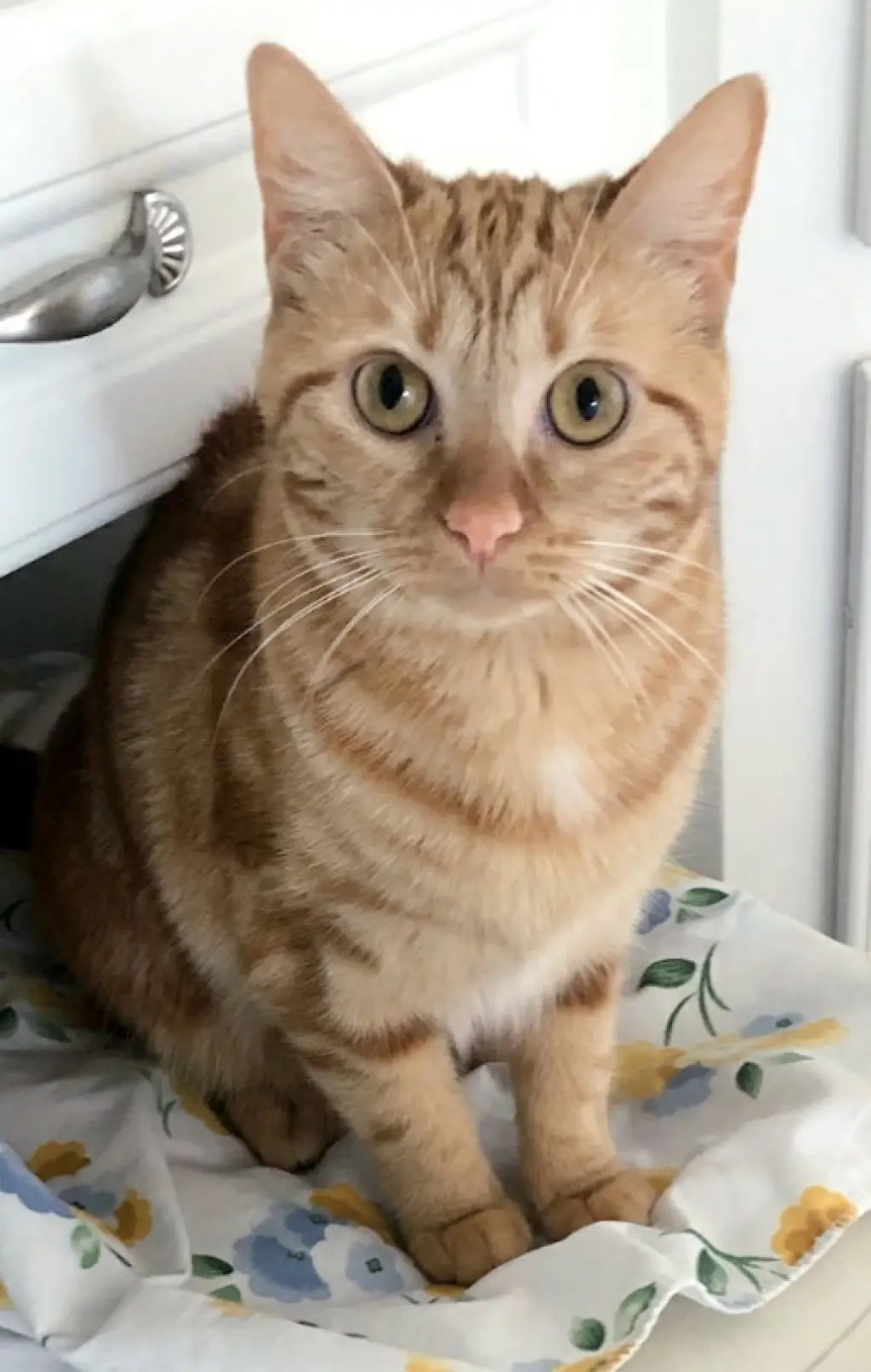 Bubbles (bonded with Cleocatra)
