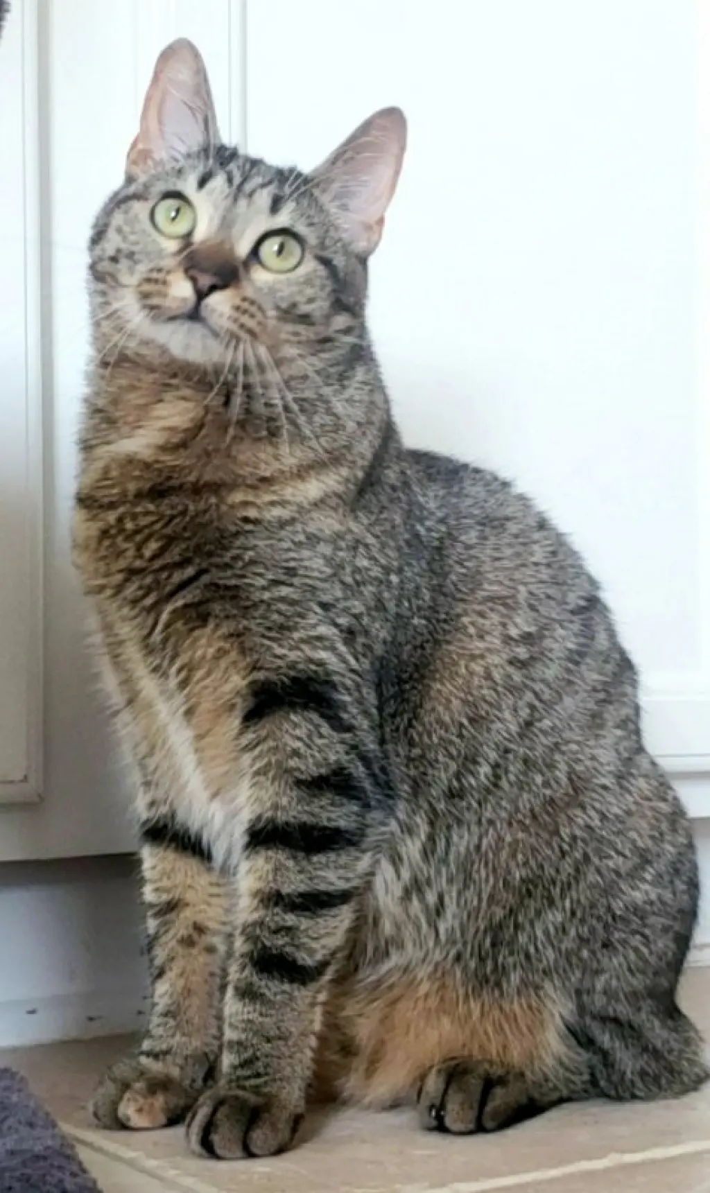 Cleocatra (bonded with Bubbles)