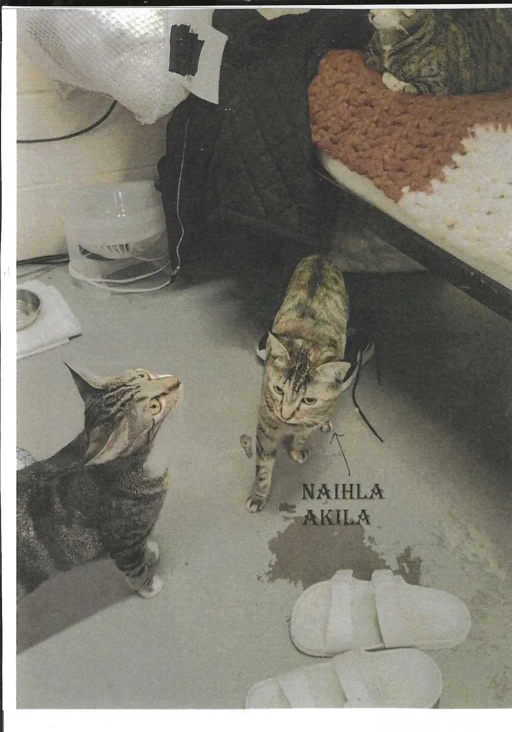 Naihla