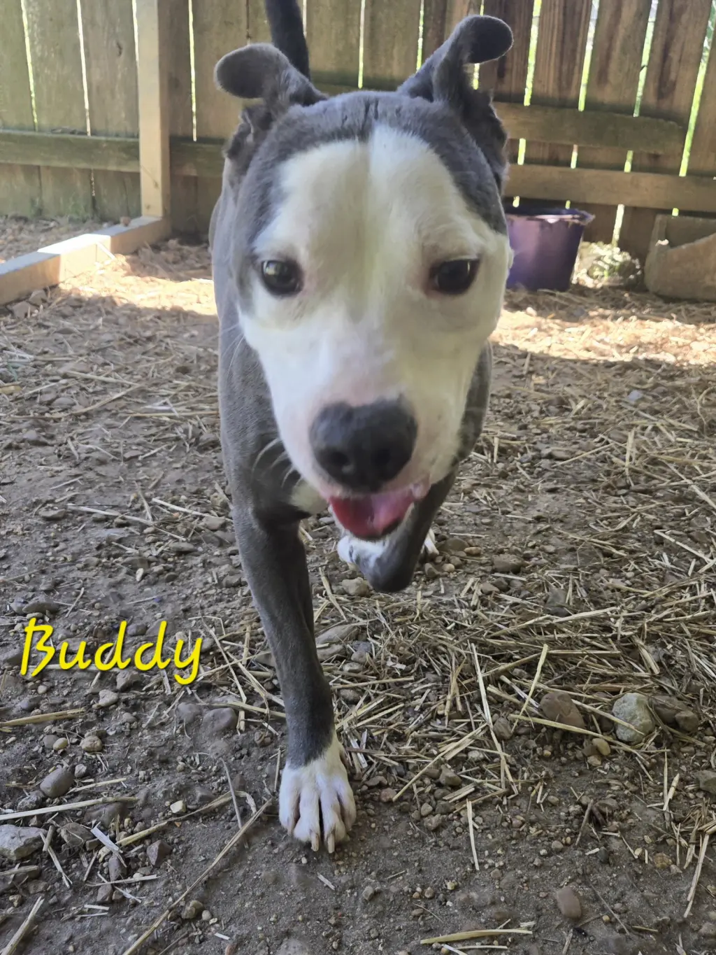 Buddy