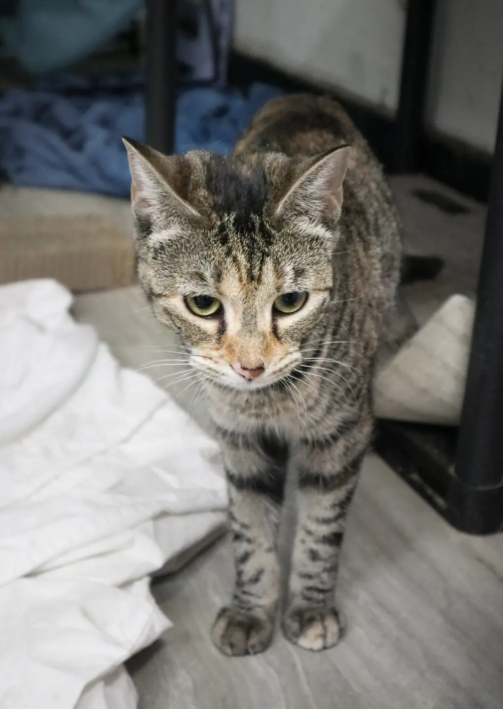 PIPER