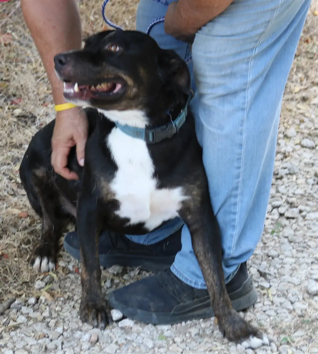 Brutus