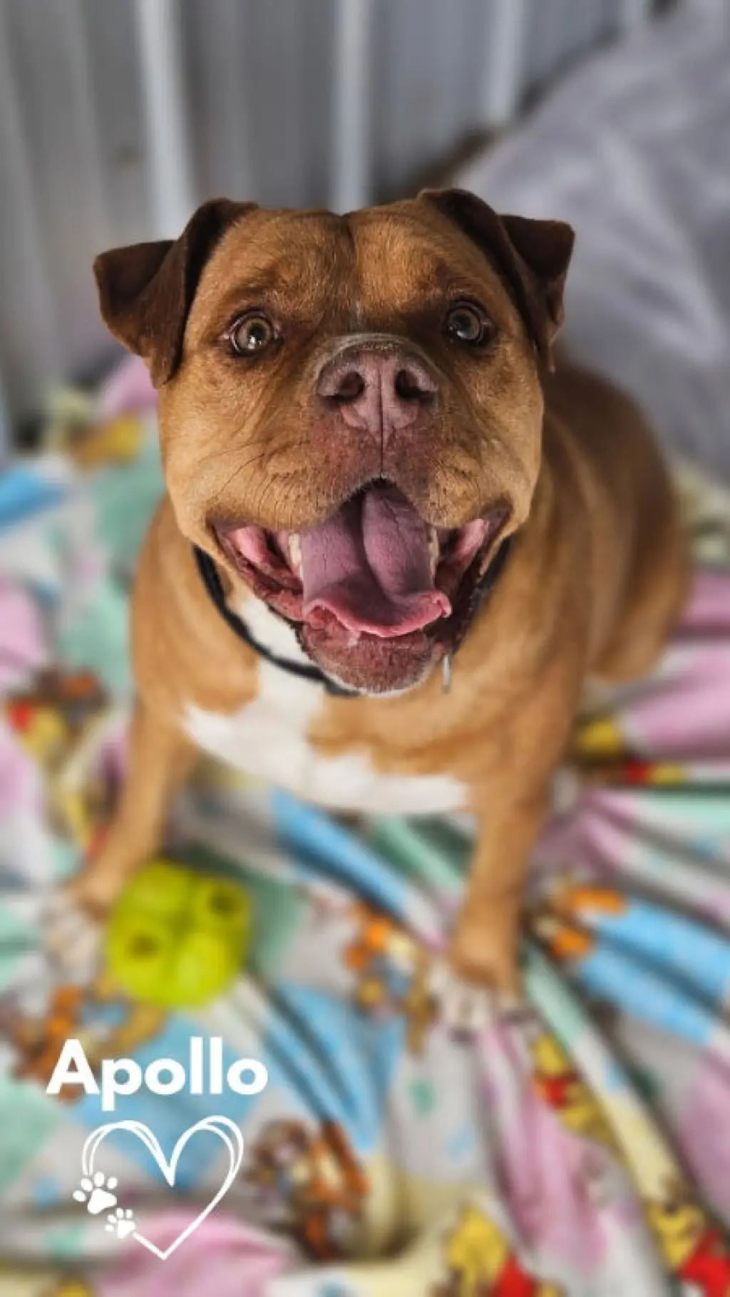 Apollo