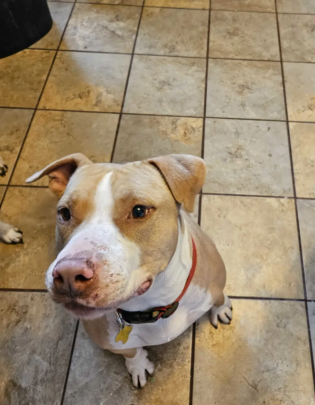 Duncan Doggie