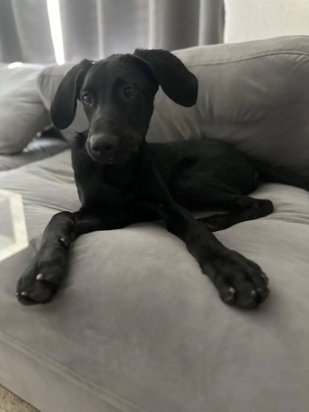 BUDDY