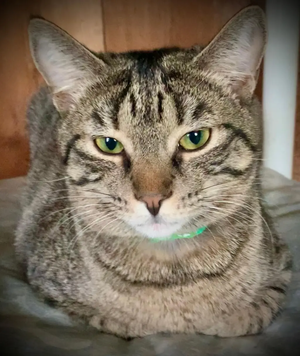 Zeeria