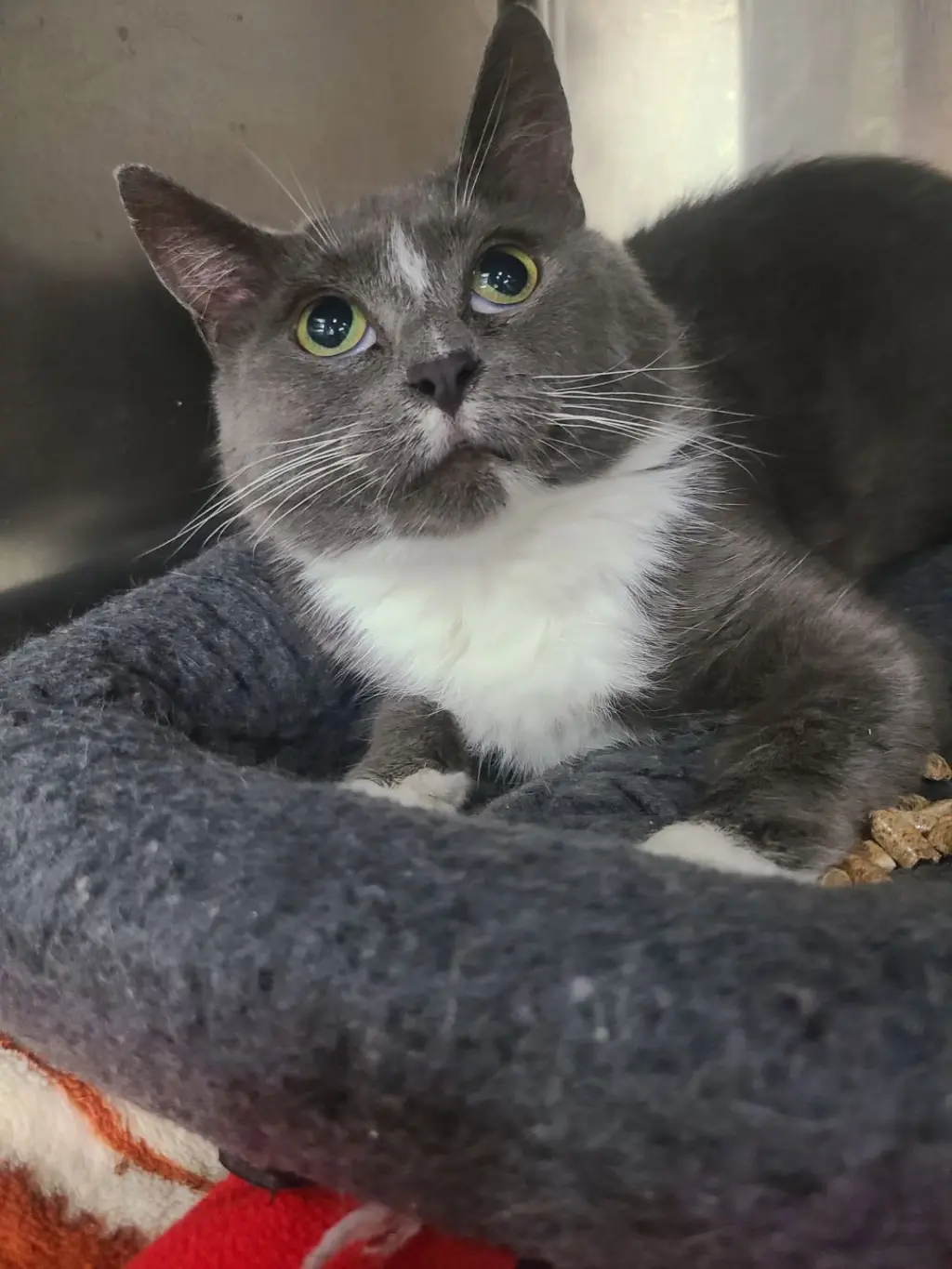 Bellatrix *FIV+*