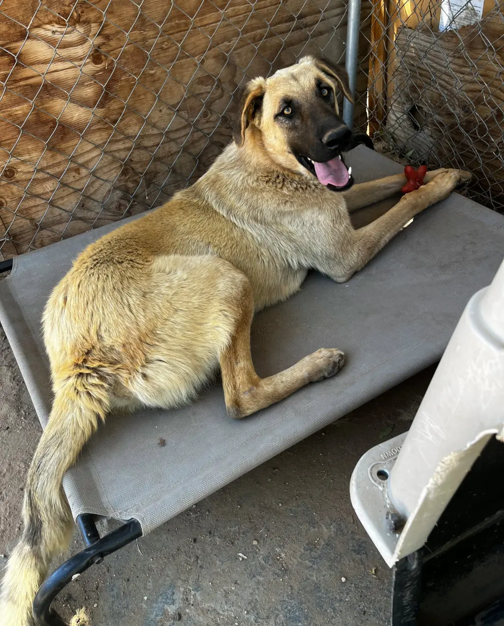 Corky- ** WONDERFUL PAL!