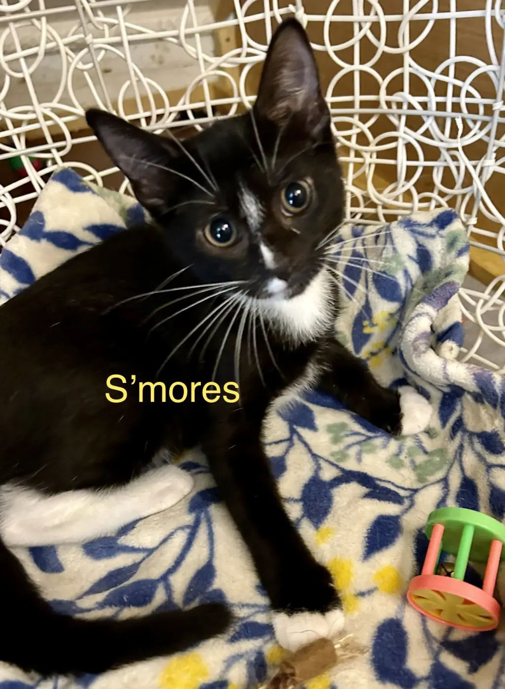 Smores