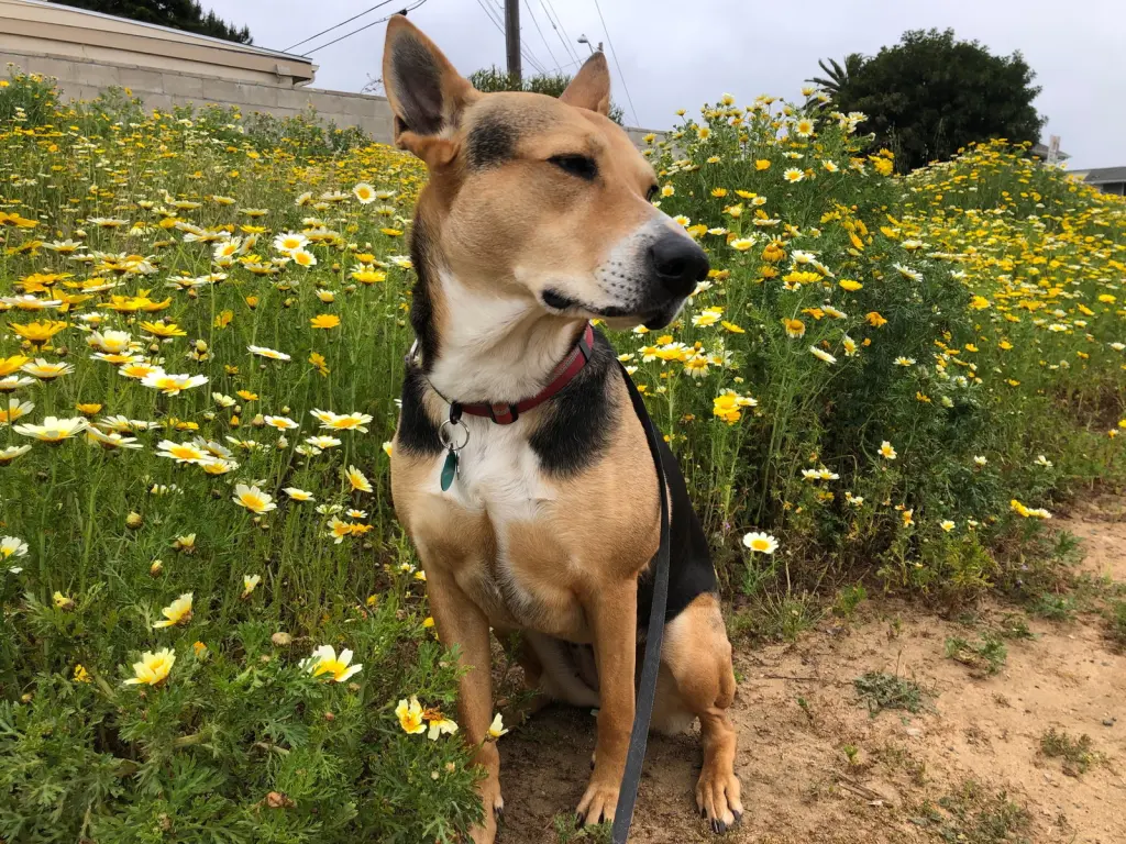 Scout