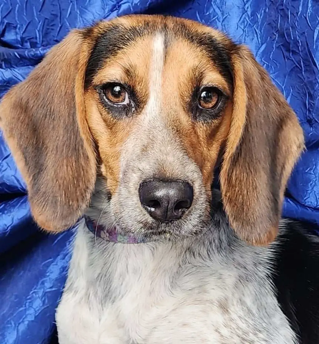 Jolene Beagle