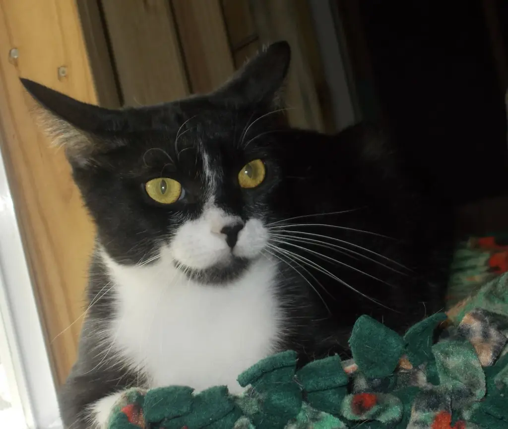 Carla