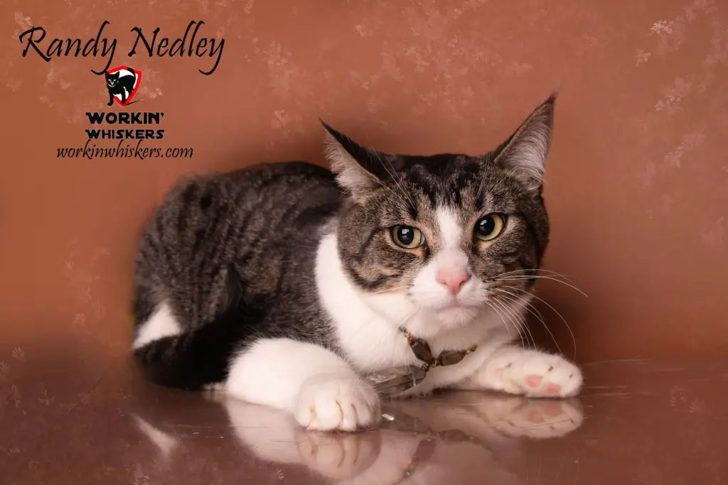 RANDY NEDLEY