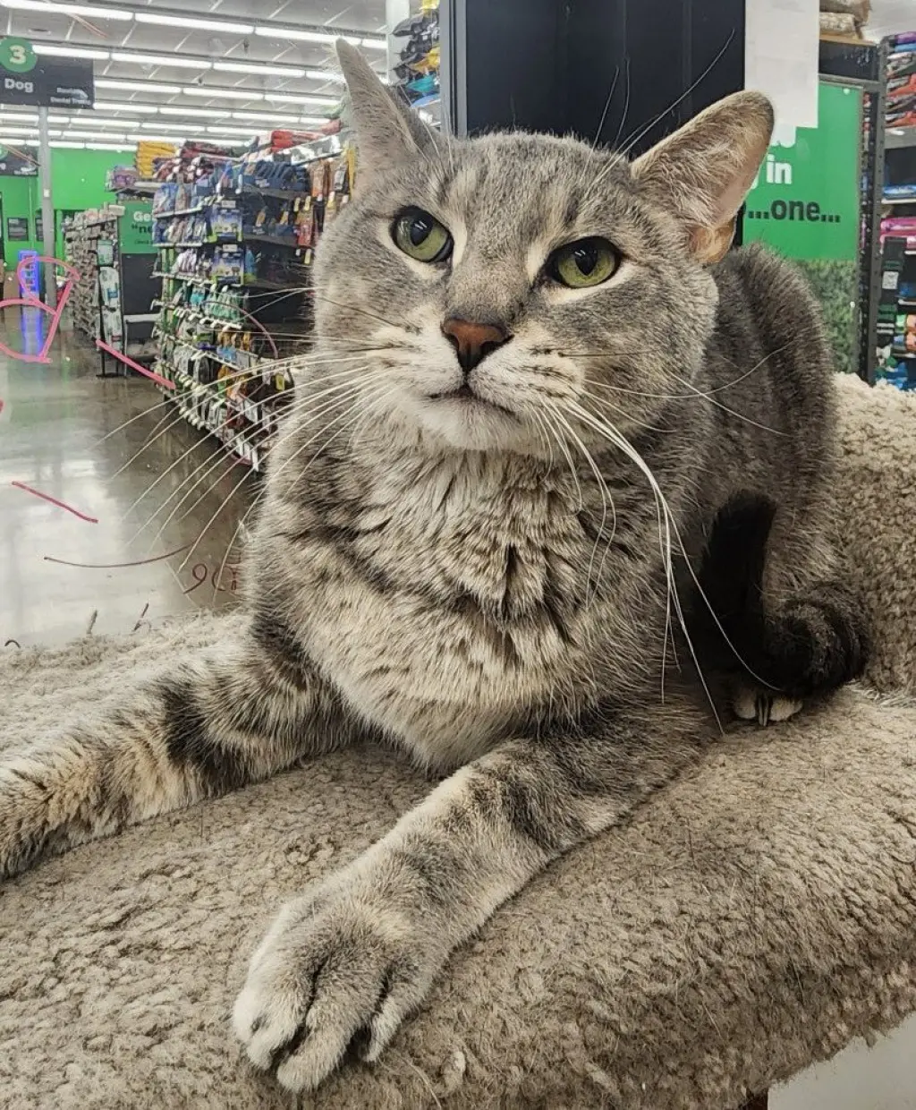 Luke (bonded to Bo)