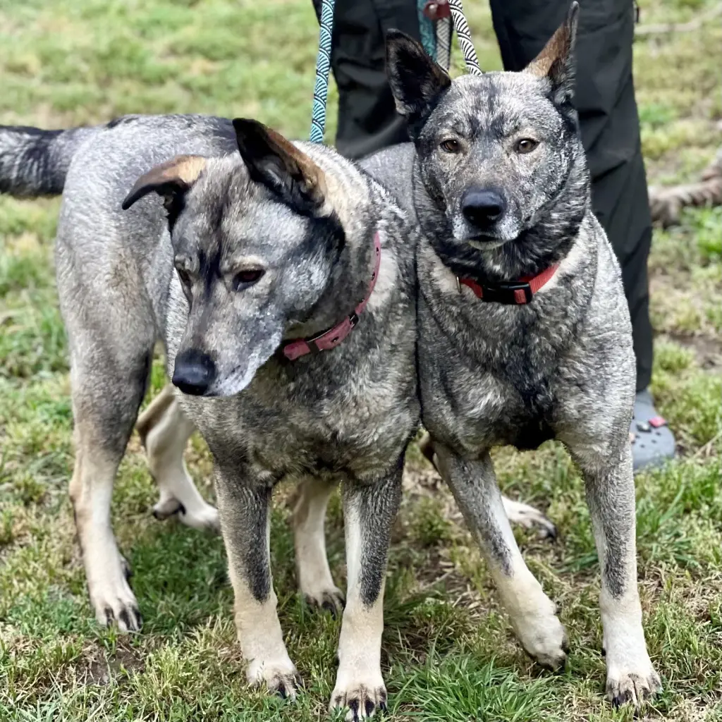 Freida and Dallen