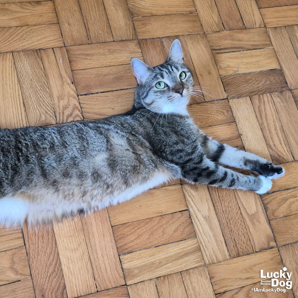 Lucille