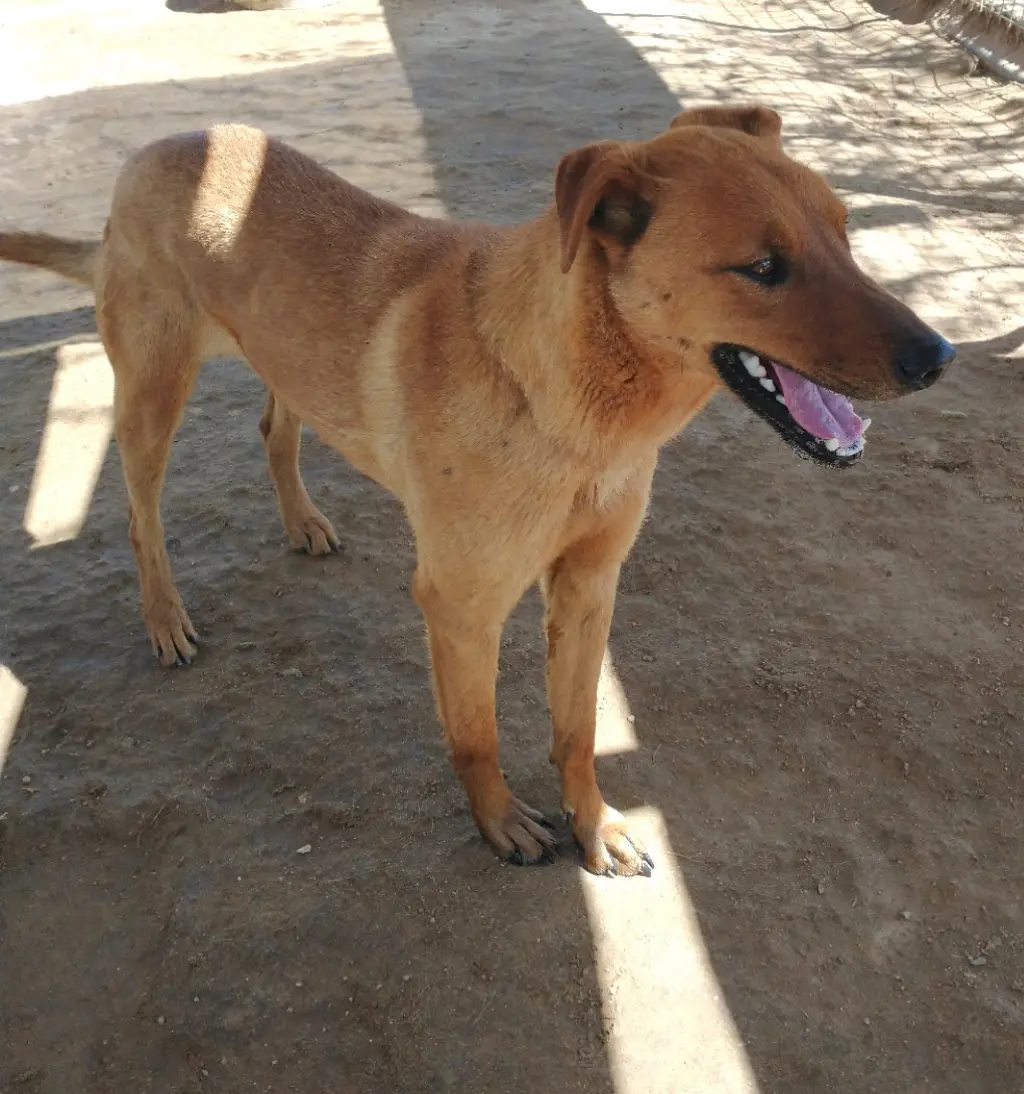 Buster - **