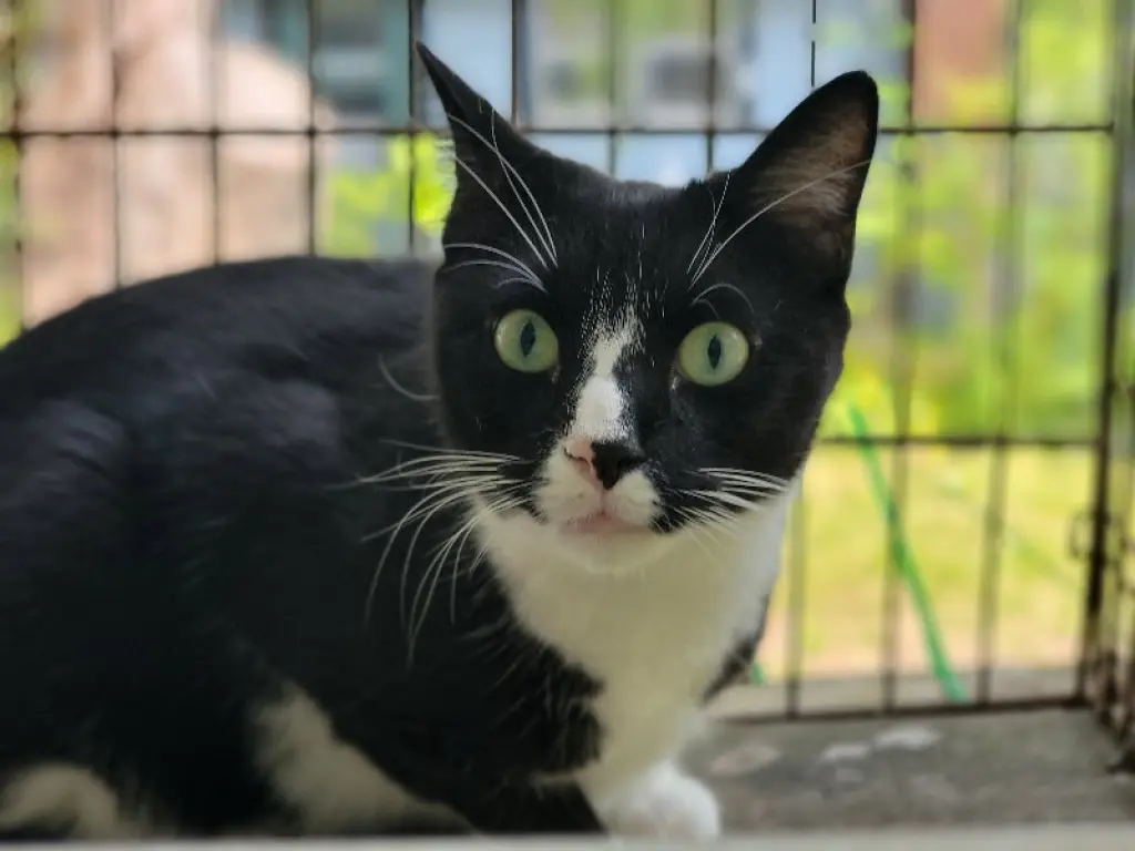 Tux