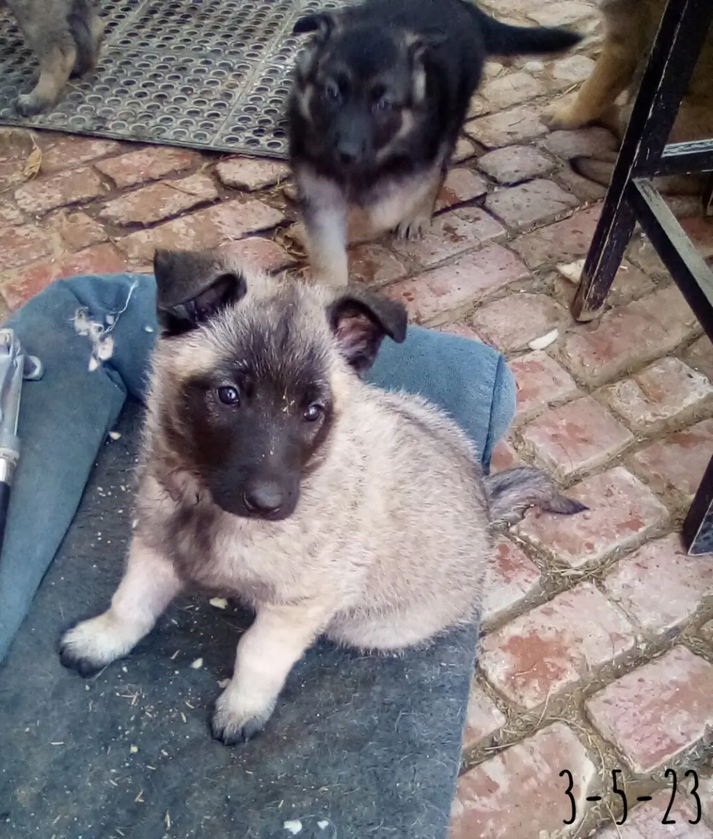 Paprika - of the Belgian Malinois x family