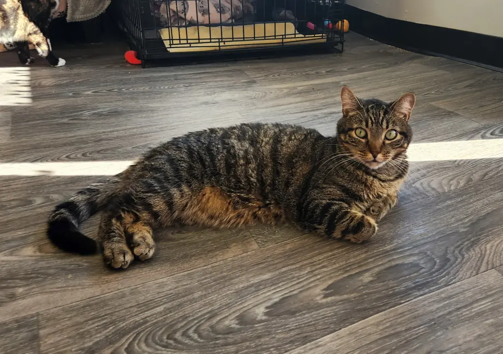 Ollie (formerly Oscar)
