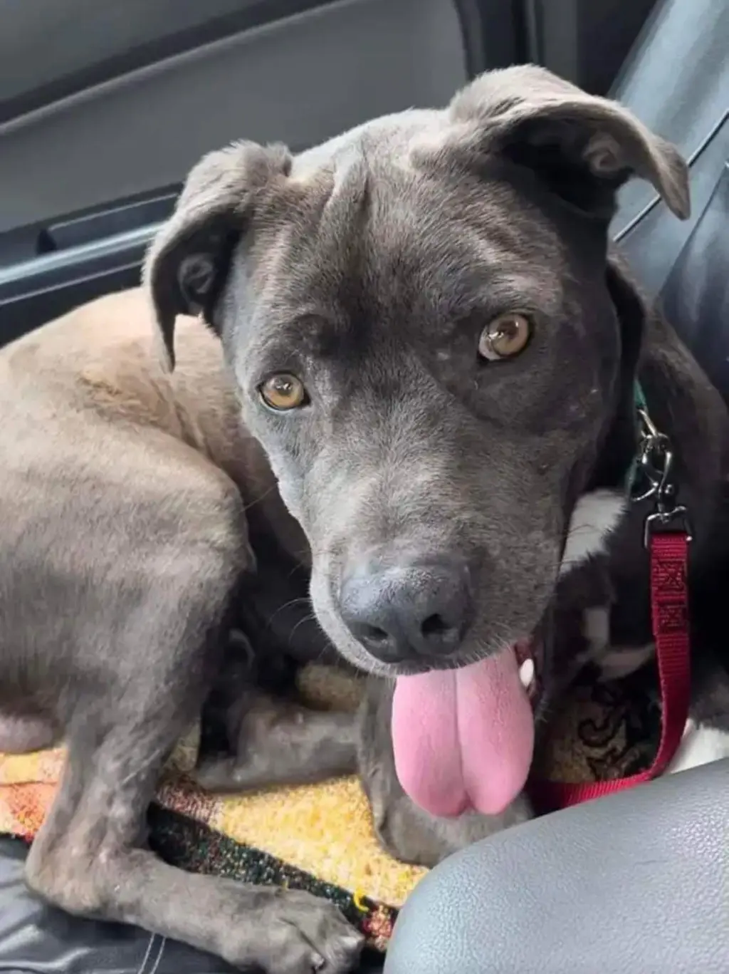 Clovis