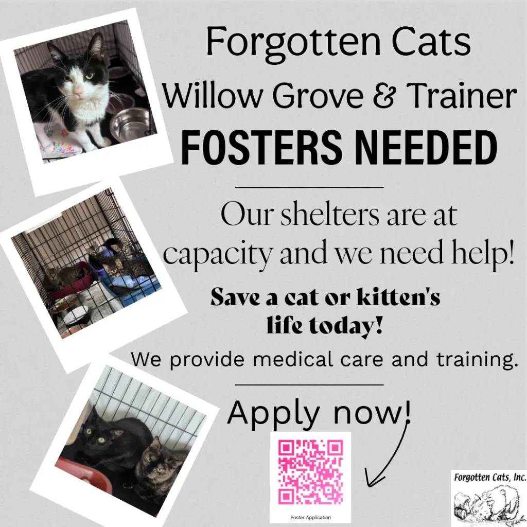 Urgent! Fosters Needed for m/f Kittens & Adults