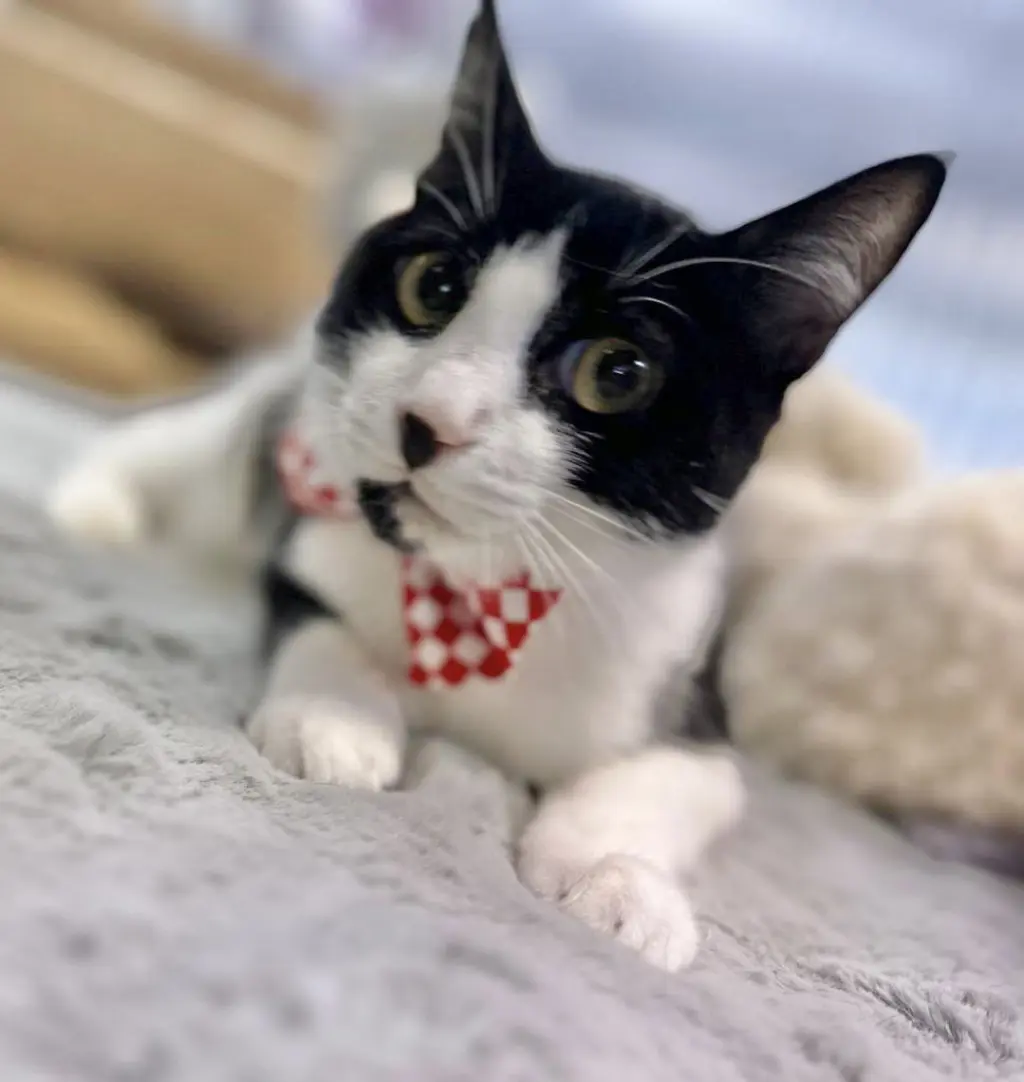 Kitzo