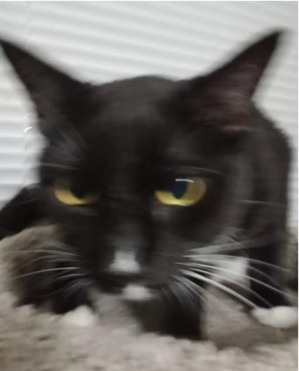 TOBY