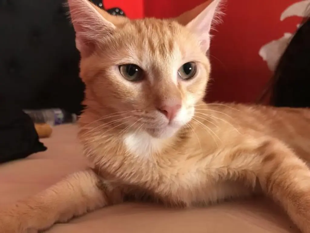 SYLVIE