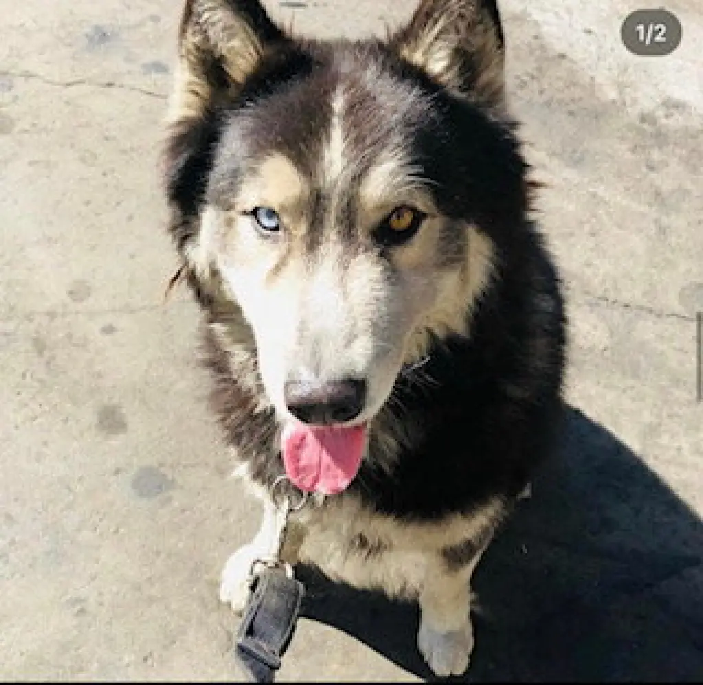 Oso