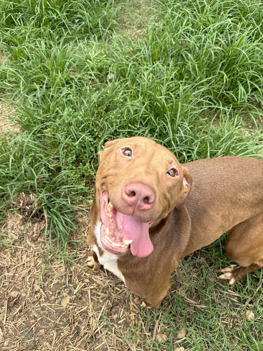 Rollo